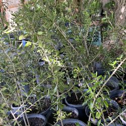 Olive Trees, 2 Foot Tall $20 Each