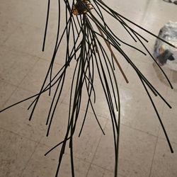 Rare Hoya Spartiodes Grow From Seeds Wysiwug