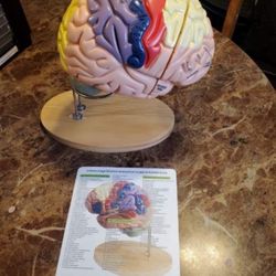 Brain Model