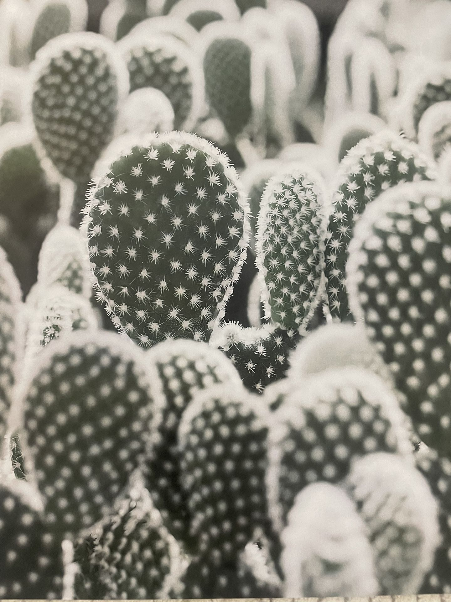 Plant Photo Wall Decor - Photo collage