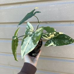 4” syngonium aurea
