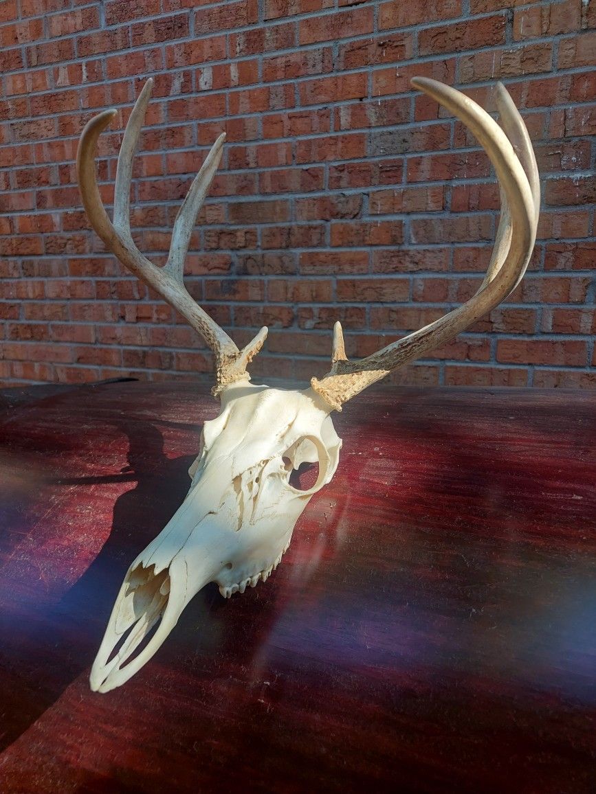 Skull/antlers