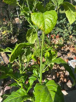 Carolina Reapers Fruiting $25