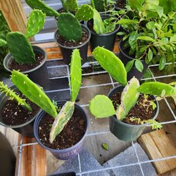 Cactus Castillas Food Eating 1gallon 