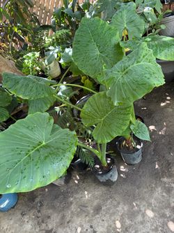 Alocasias