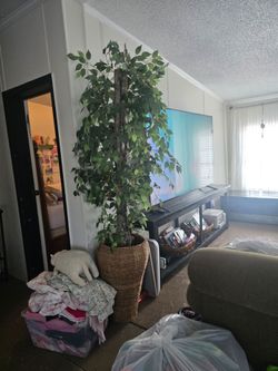 Large Artificial Ficus Tree in Wicker Basket