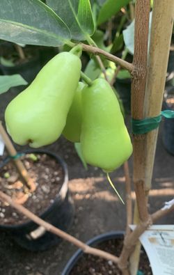 Green Wax Apple