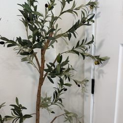 Olive Tree/night Stand/ Antique Chairs 