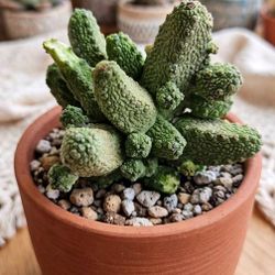 Pseudolithos Caput-Viperae