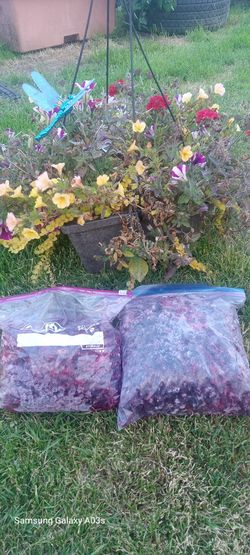 Little Wild Blackberries