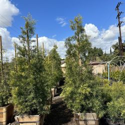 Podocarpus Privacy Hegde