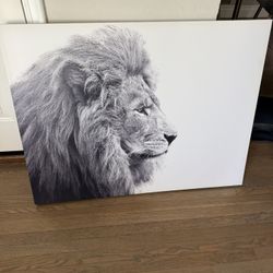 Lion Picture 
