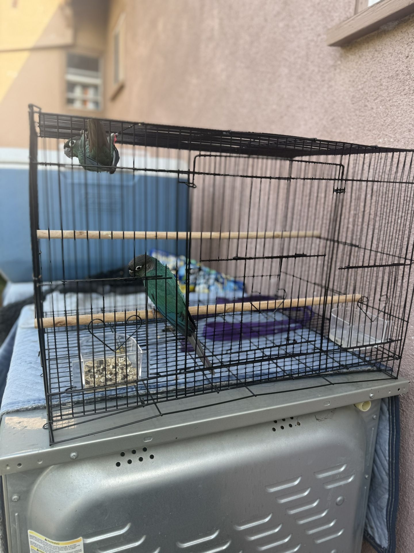 Bird Cages