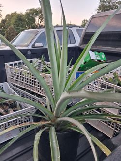 Plant