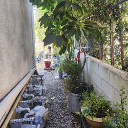 Over 8 Foot Big Tree Plant 