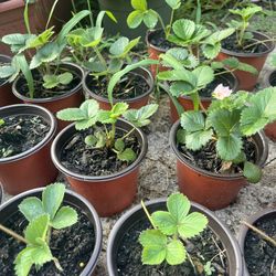 Strawberry Plants 