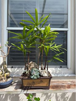 Palm bonsai
