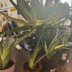 Aloe Vera Plant