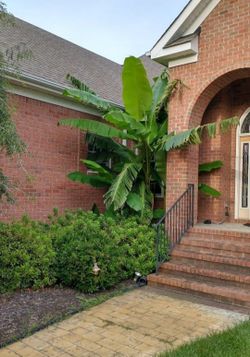 Banana Palms Transplant Them Now..OCT. NOV