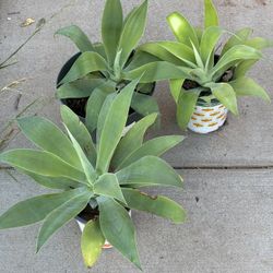 Medium Agave Plants 
