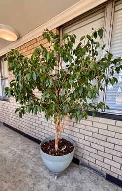 Ficus Tree, 5ft