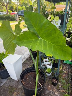Large Elephant Ear (Alocasia Macrorrhizos) – Healthy Tropical Plant