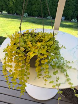 Golden Creeping Jenny ‘Aurea’ Lysimachia Nummularia (Outdoor & Indoor Live Plant)