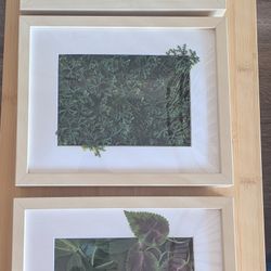 Ikea Plant Frame 8"x10"