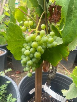 Grape Vines- Blueberry Plants- Blackberry Plants- Gooseberry Plants- Marionberry Plants- Strawberry Plants- White Blackberry Plants