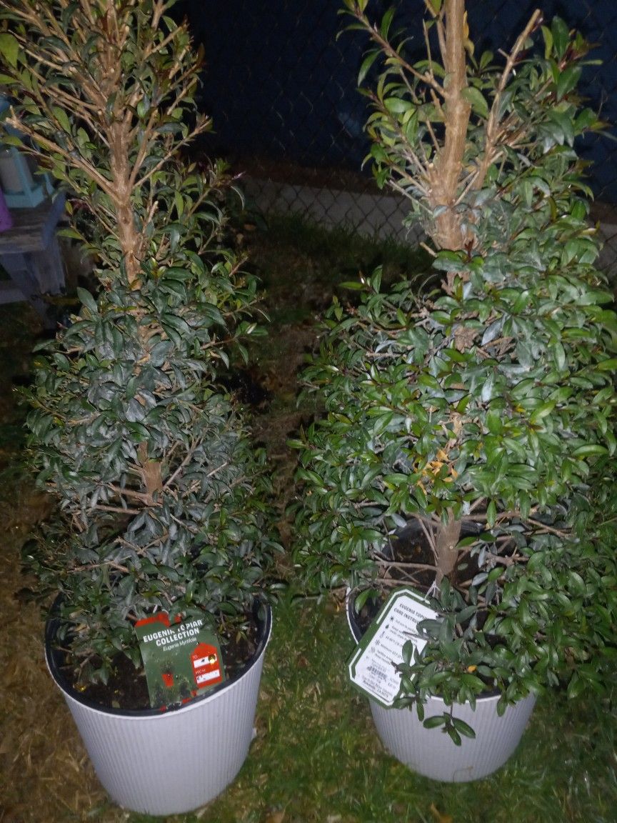 2 Spiral Topiary Trees