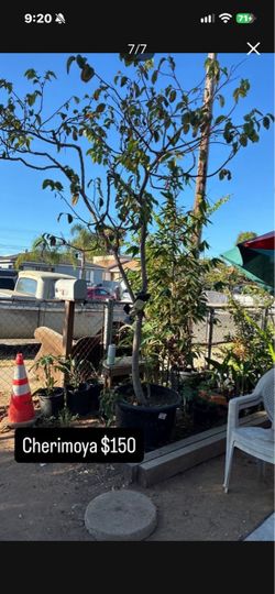 Plants for sale