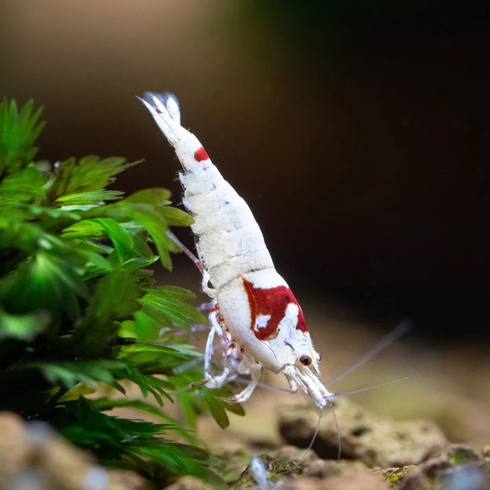 PRL Caridina Shrimp Aquarium Decor
