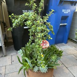Assorted Succulent Plants 