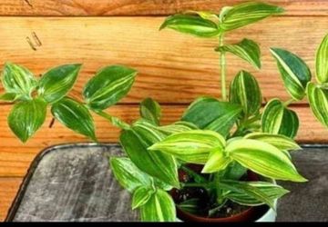 Beautiful Ornamental Plant 