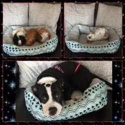 Pet Bed
