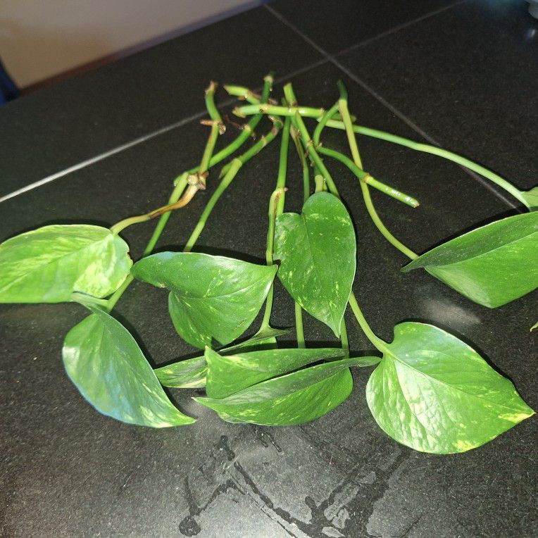 Plant Cuttings For Trade 