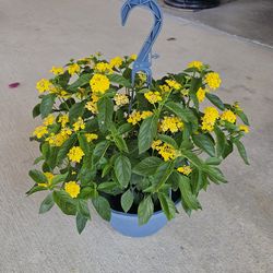 Yellow Lantana Beautiful And Healthy HANGING BASKETS PLANTS ARRIVED. $14 each