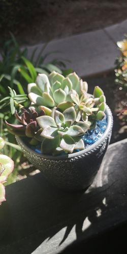 Succulent Arrangements!!🌵🥰