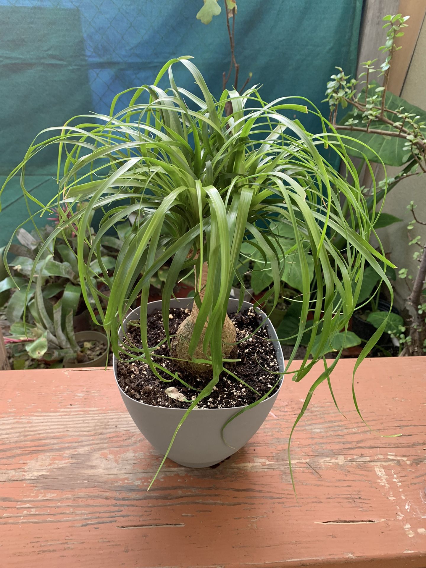 Pata De Elefante 🐘 Plants Indoor
