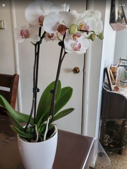 Orchid garden plants