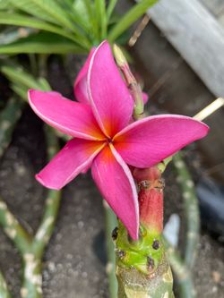Plumeria Cuttings $20 to $40