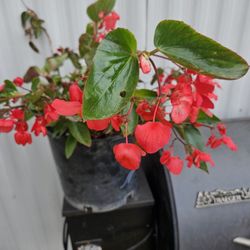 Begonia Plant 