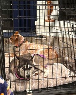 Dog Cage