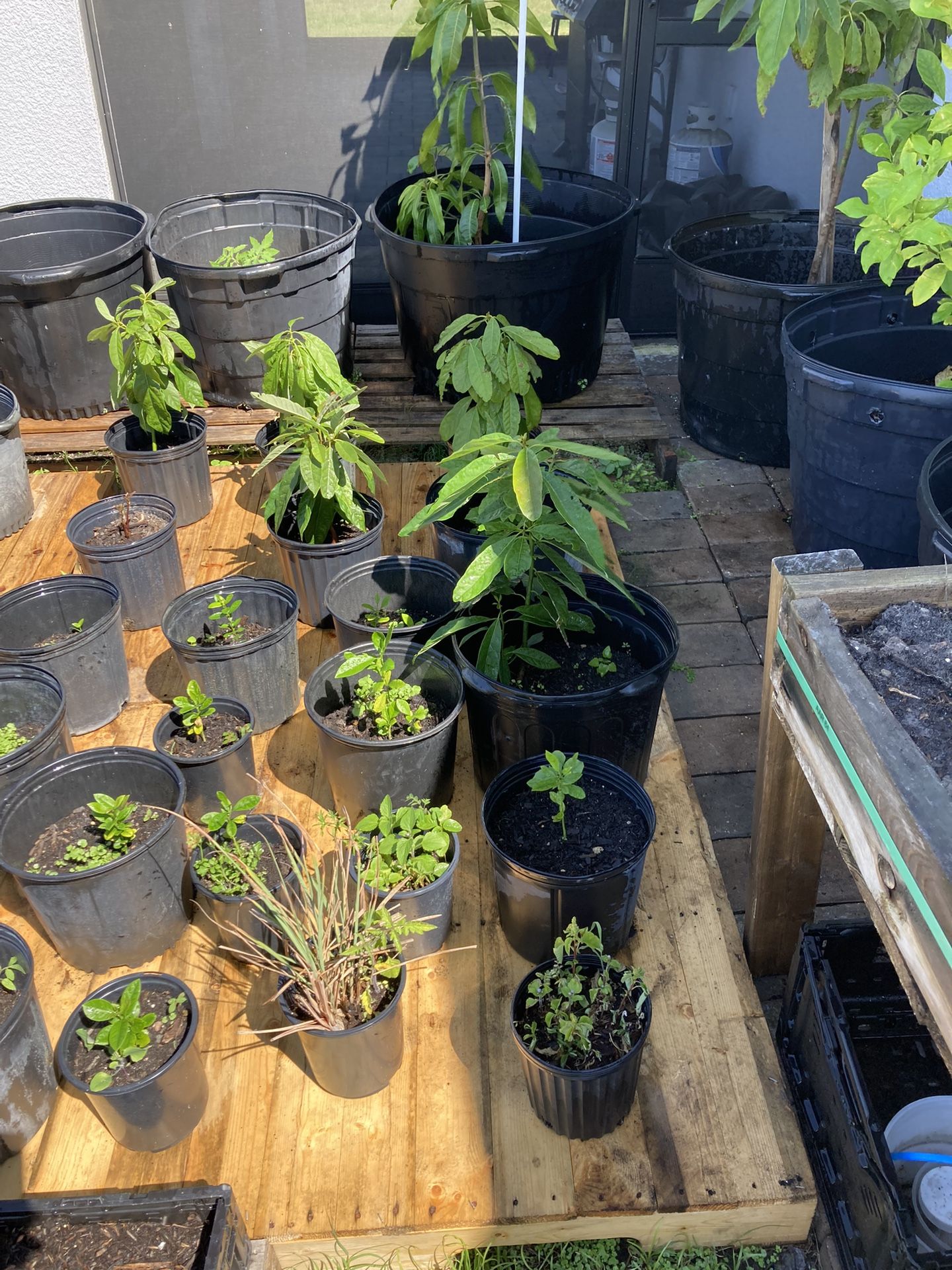 Avocado/lemon Plants