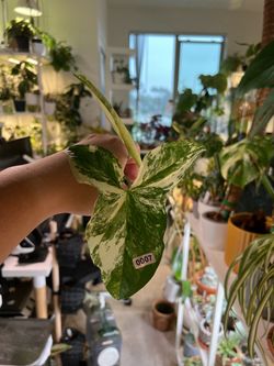Syngonium podophyllum (albo variegated)
