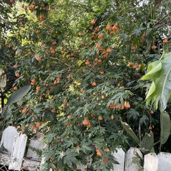 Variedad de plantas de venta 