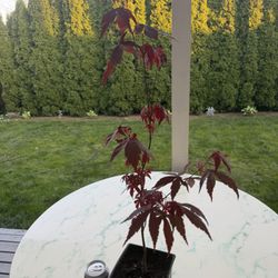 Bloodgood Japanese Maple ‘Acer Palmatum’ (Outdoor Plant)