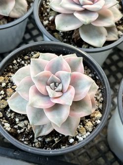 Echeveria Variegated Purple Delight $18 Each 