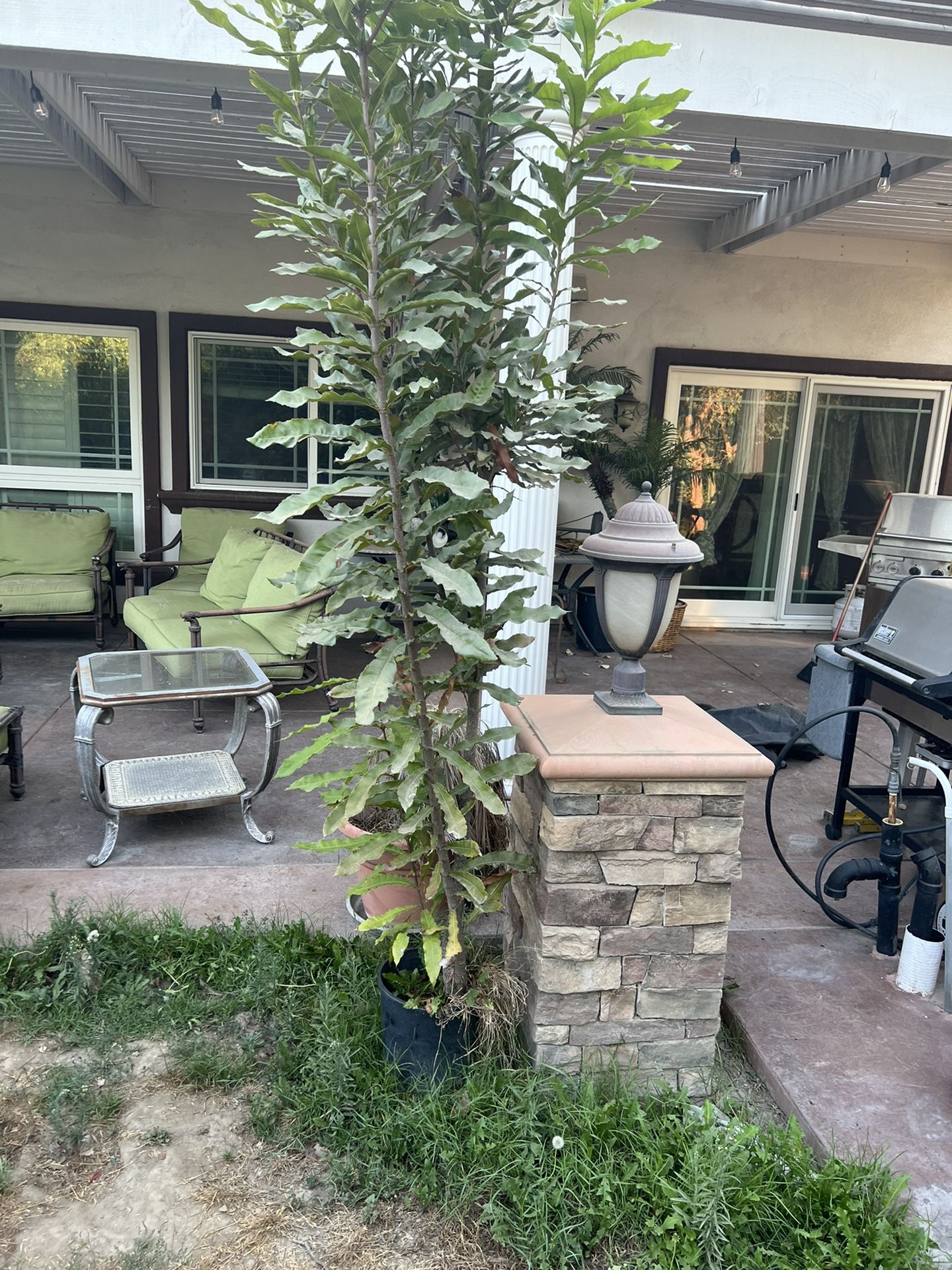 Macadamia nut tree 10 feet long. 10 Years Old !