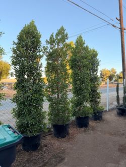 Indian Laurel ficus 25 gallons
